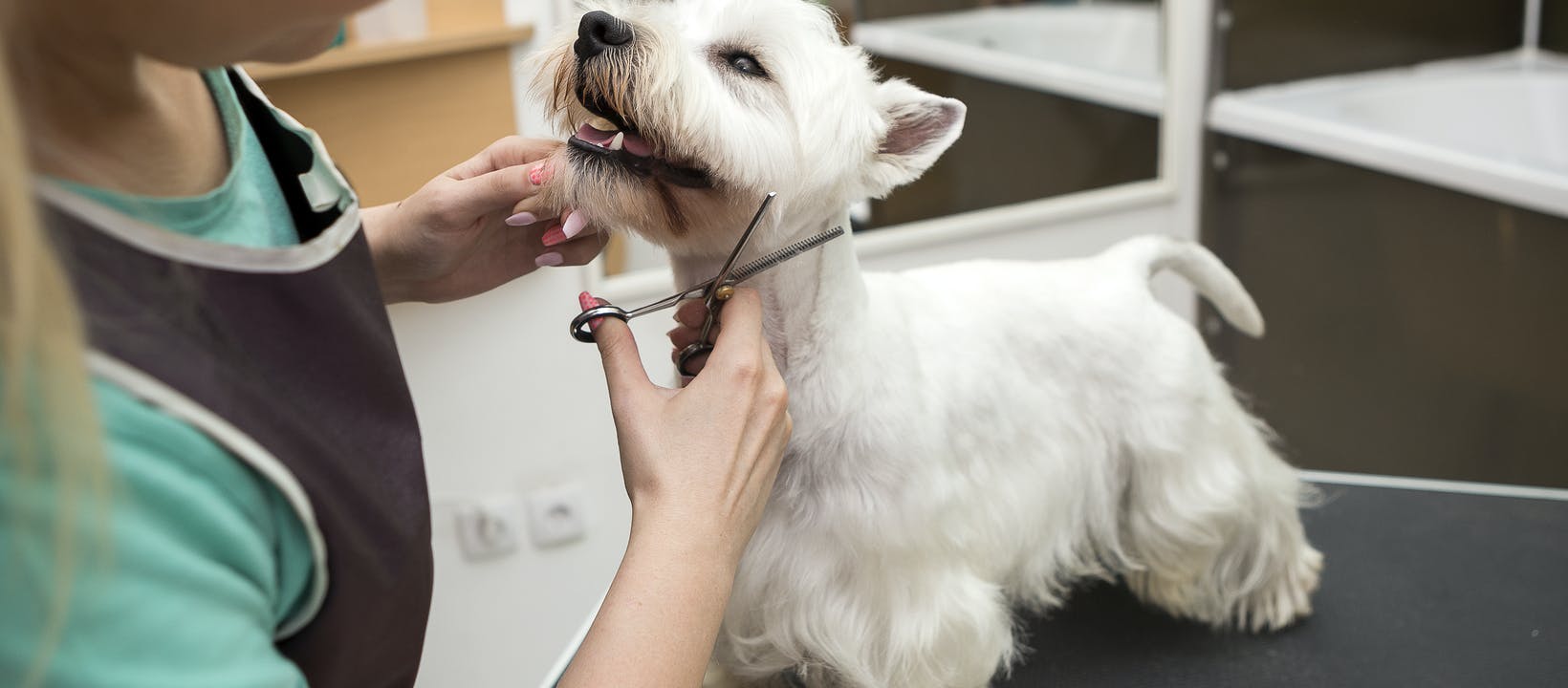 Miami Dog Grooming Tips and Strategies for You