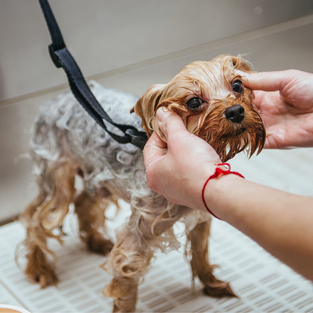 How to Pick Pet Grooming Classes? – Need to be aware